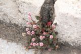 Persicaria capitata. Цветущее растение. Китай, провинция Юньнань, нац. парк \"Шилинь\". 06.03.2017.