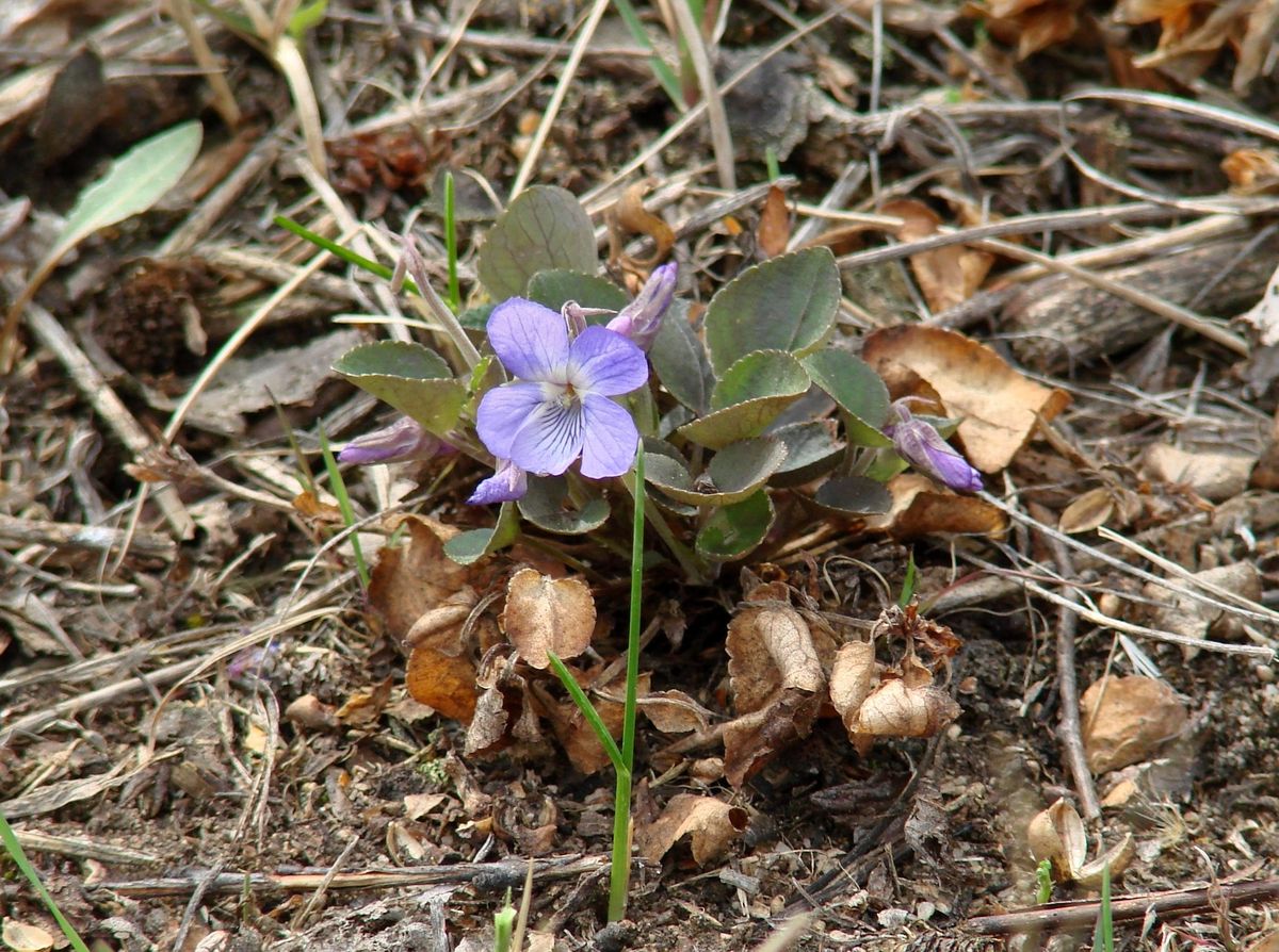 Изображение особи Viola rupestris.