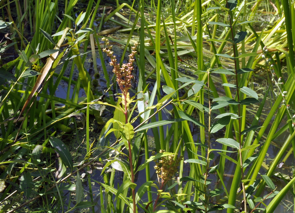 Image of Penthorum chinense specimen.