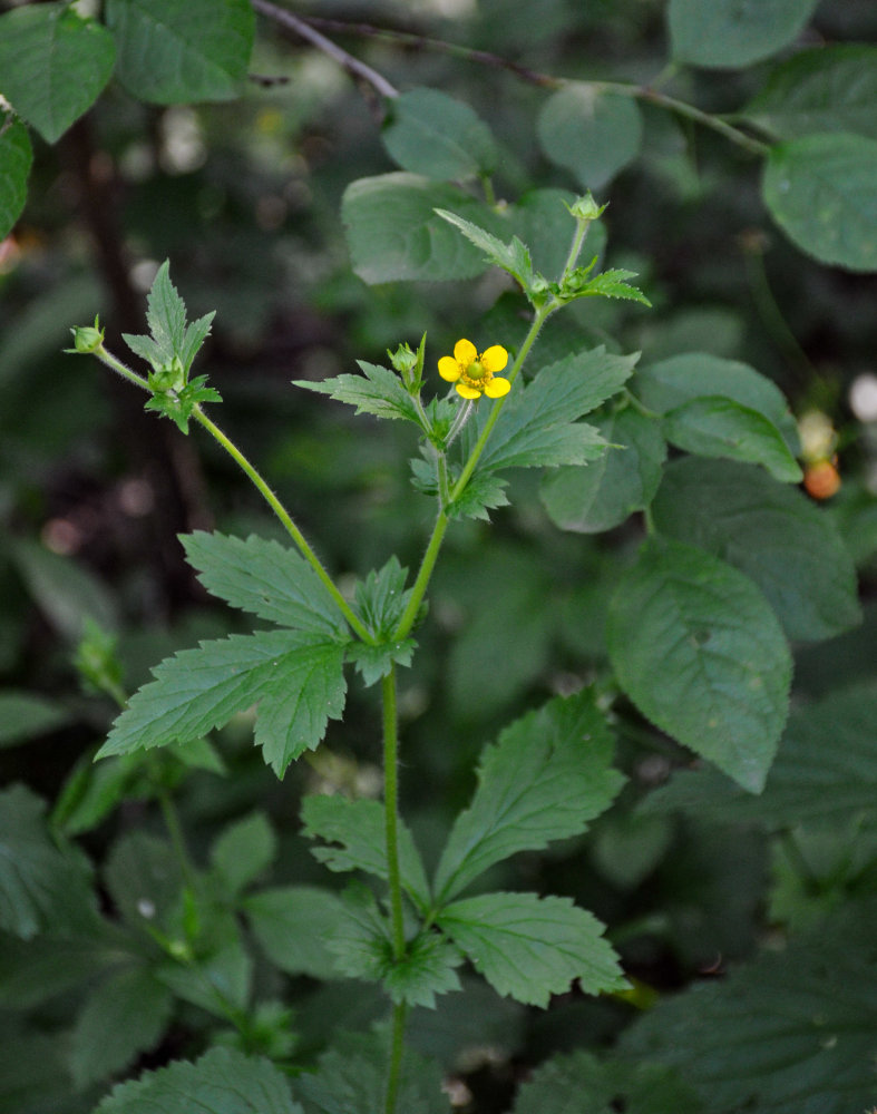 Изображение особи Geum aleppicum.