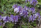 Astragalus suprapilosus. Побеги с соцветиями. Восточный Крым, хр. Биюк-Янышар. 25 апреля 2021 г.