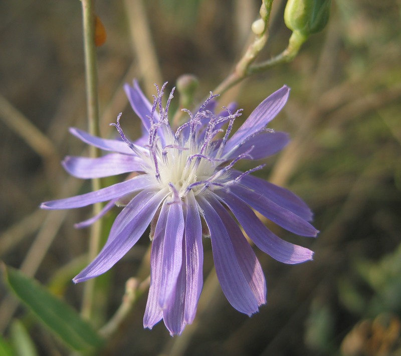 Image of Lactuca tatarica specimen.