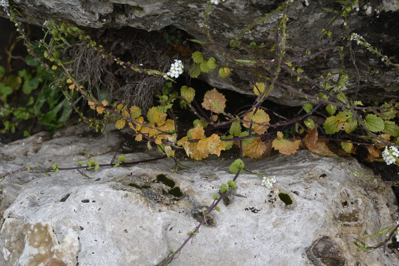 Image of Alliaria taurica specimen.