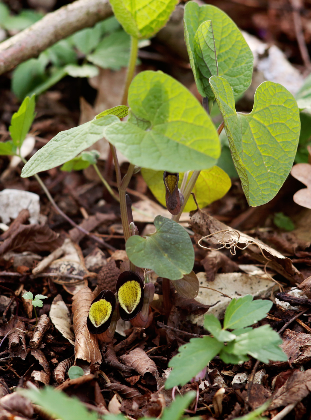 Изображение особи Aristolochia steupii.