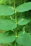 Смотреть изображение Lonicera tatarica