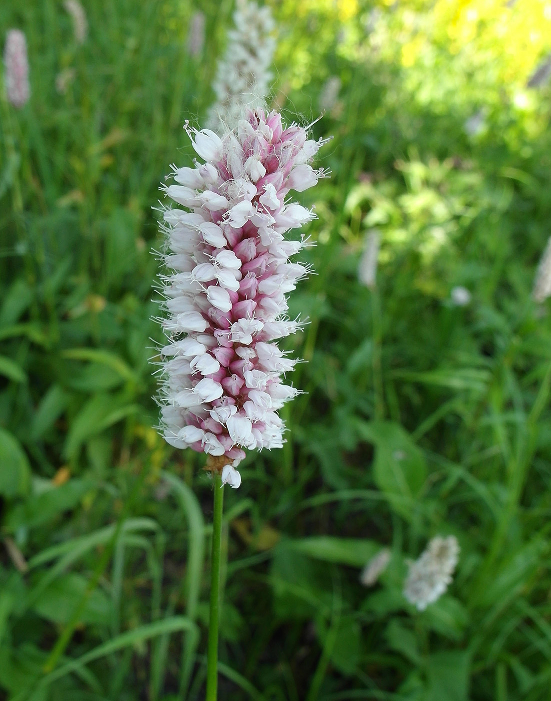 Изображение особи Bistorta officinalis.