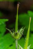 Geranium sylvaticum