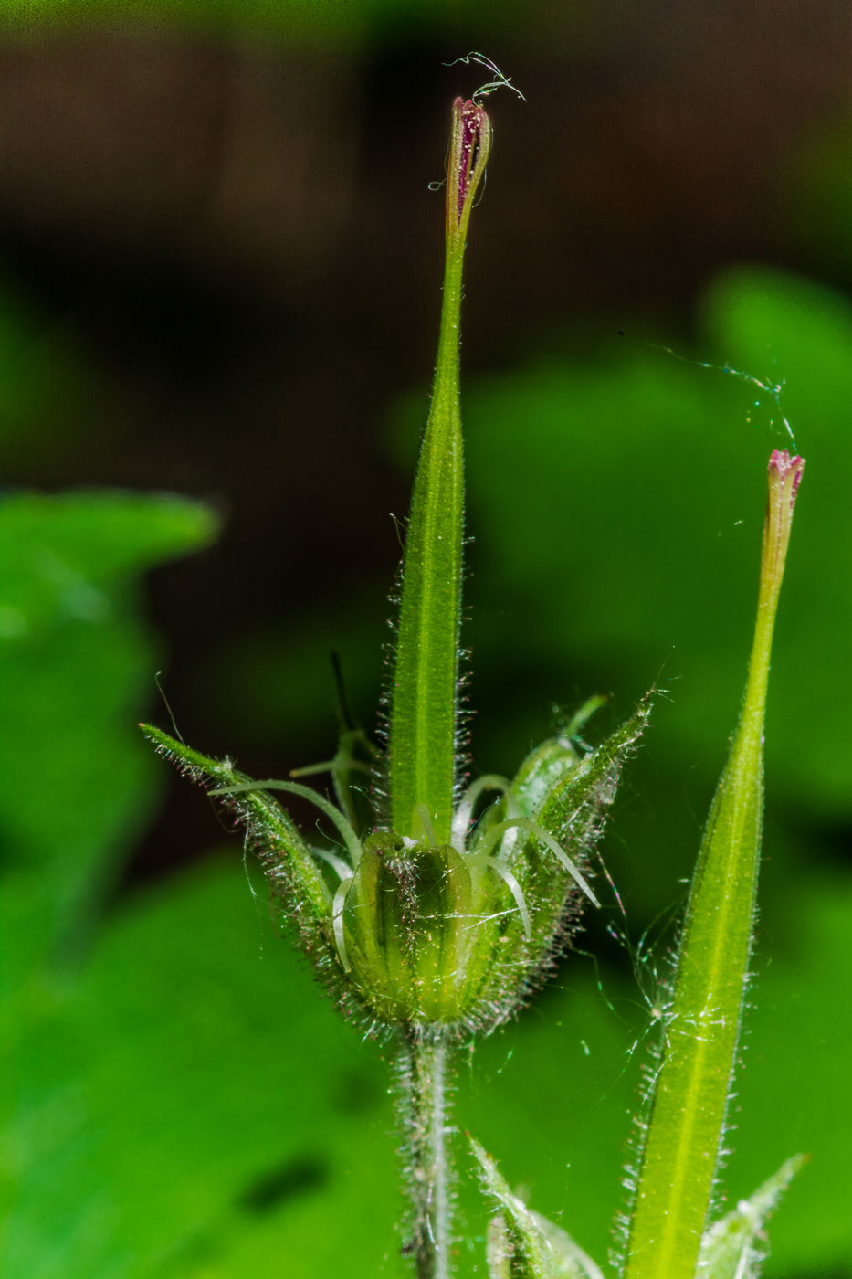 Изображение особи Geranium sylvaticum.