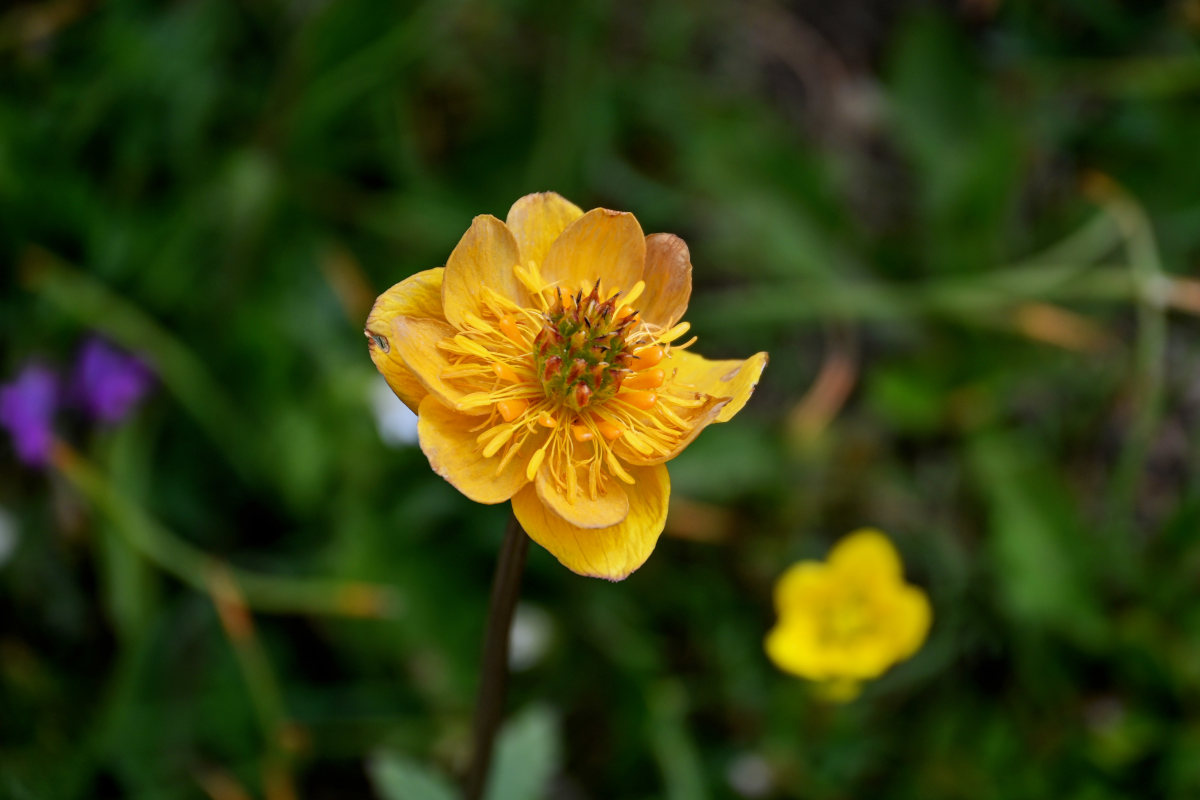 Изображение особи Trollius dschungaricus.