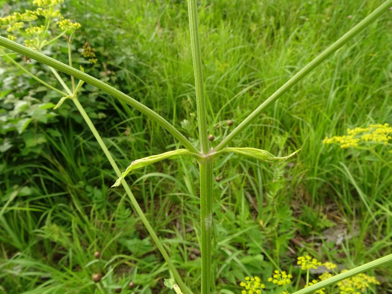 Изображение особи Pastinaca sylvestris.