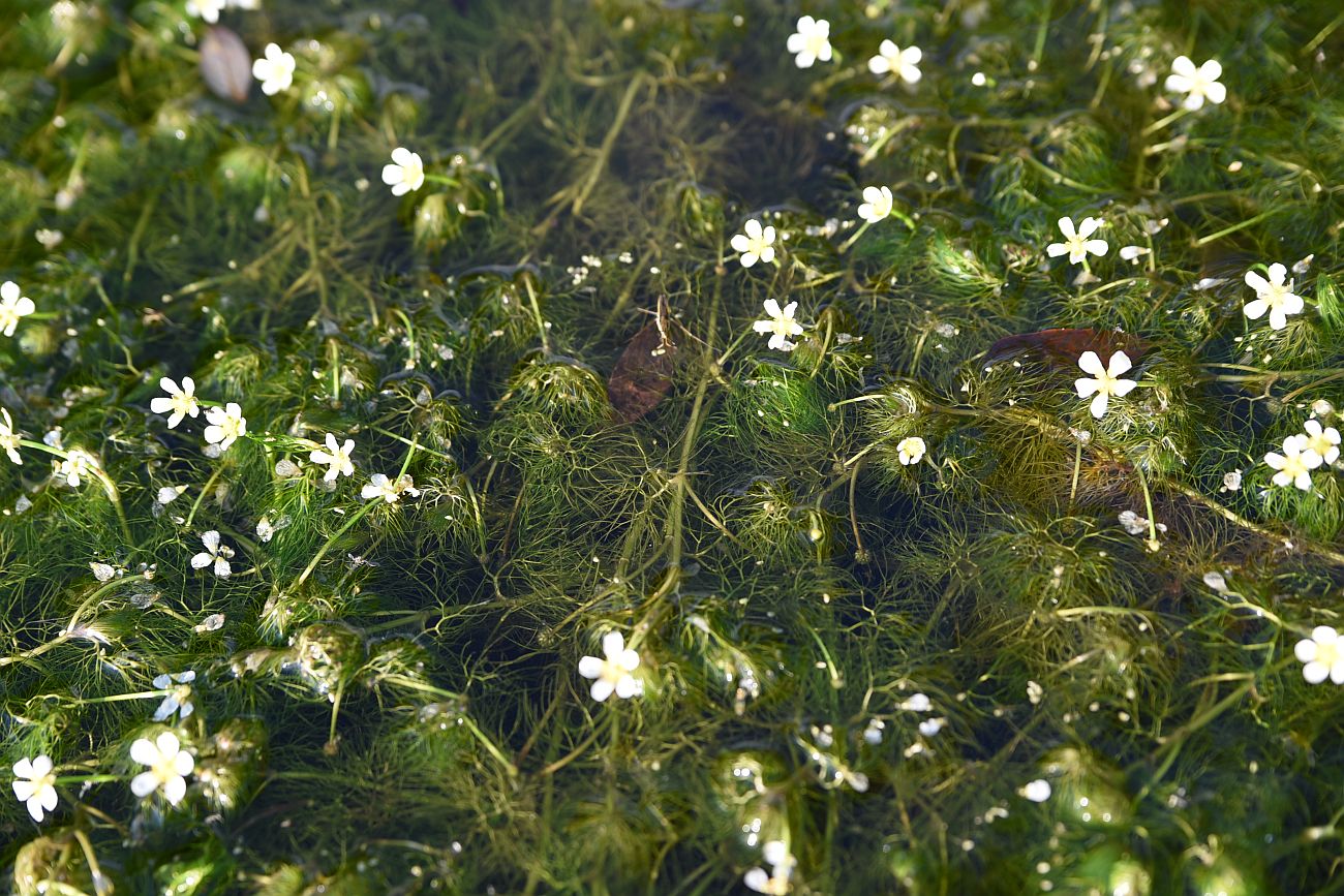 Image of genus Batrachium specimen.