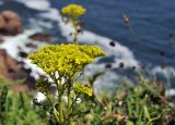 Patrinia scabiosifolia