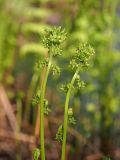 Thelypteris palustris. Верхушки разворачивающихся вай. Ульяновская обл., г. Димитровград, окр. пос. Торфболото, пойма р. Б. Черемшан, берег старого затопленного торфяного карьера, черноольхово-берёзовый лес. 09.05.2023.