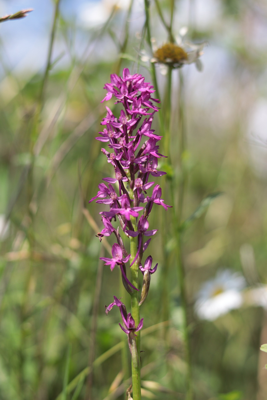 Изображение особи Anacamptis pyramidalis.