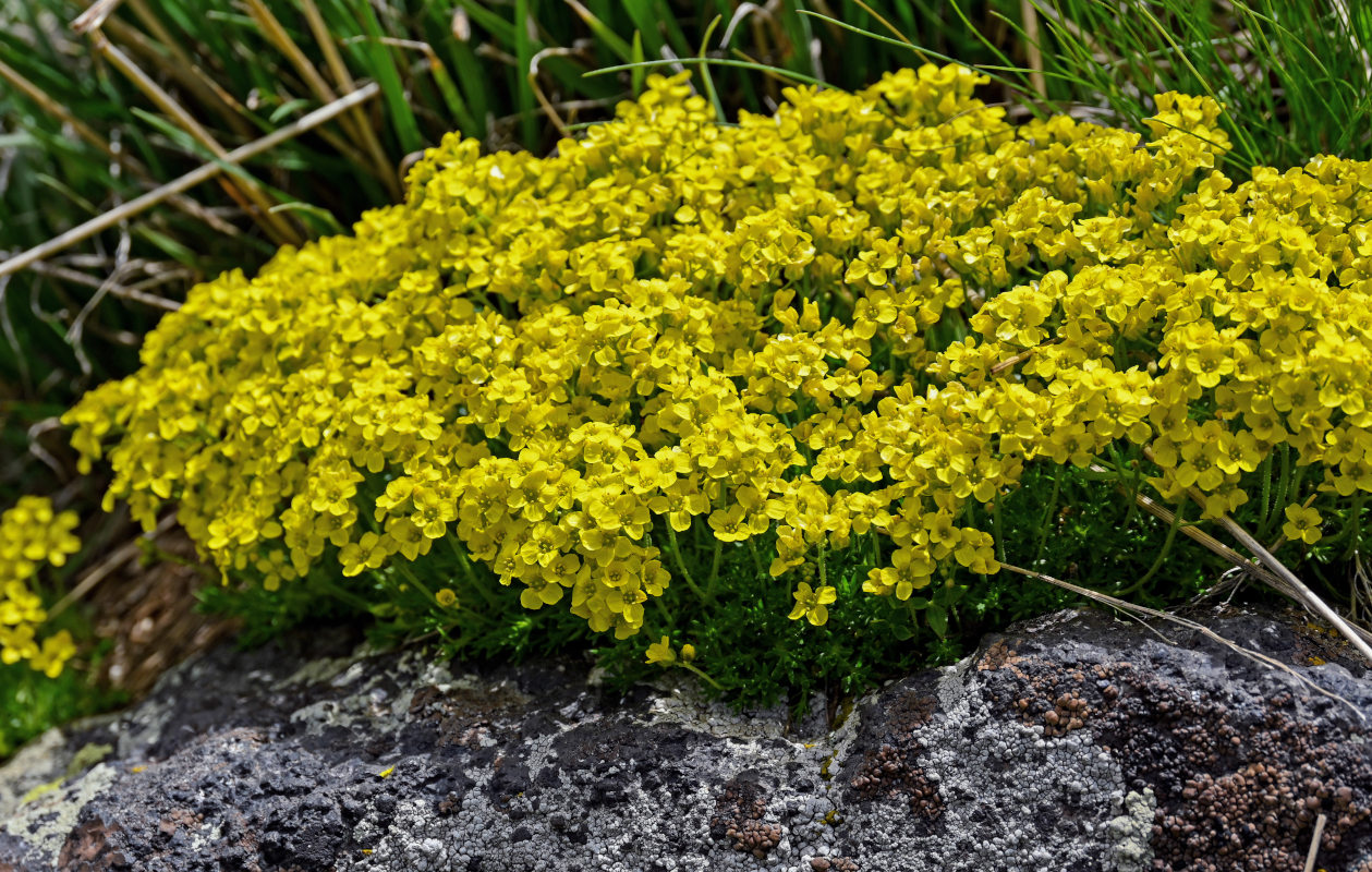 Изображение особи род Draba.