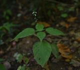 Circaea lutetiana