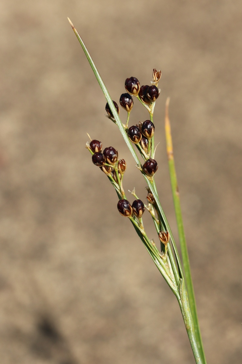 Изображение особи Juncus compressus.