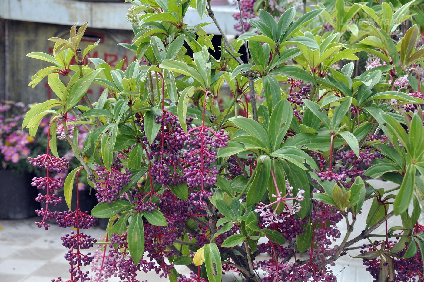 Image of Medinilla cummingii specimen.