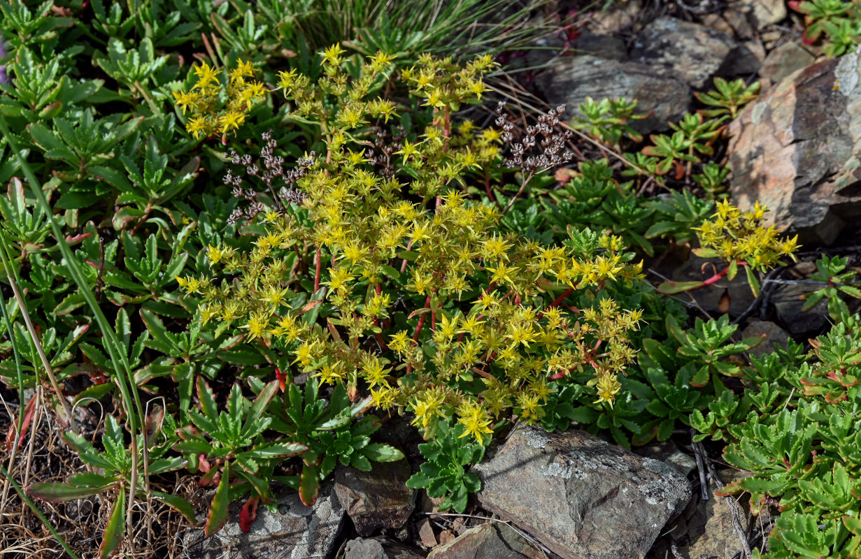 Image of Aizopsis hybrida specimen.