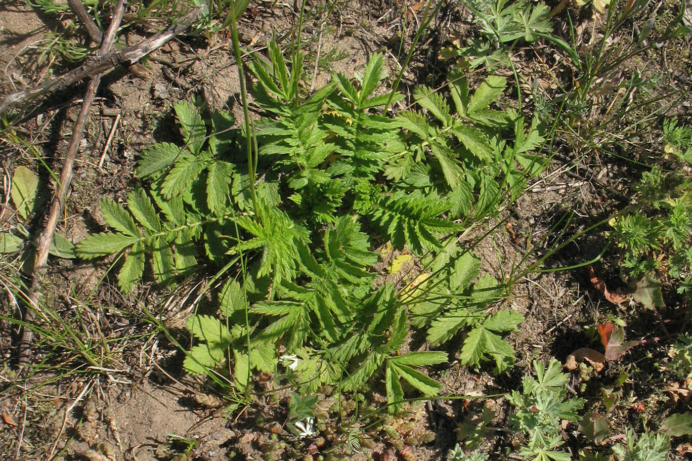 Image of Agrimonia eupatoria specimen.