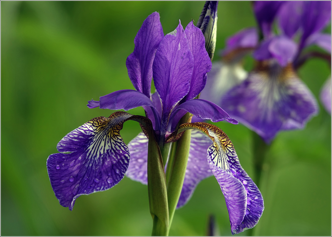 Изображение особи Iris sanguinea.