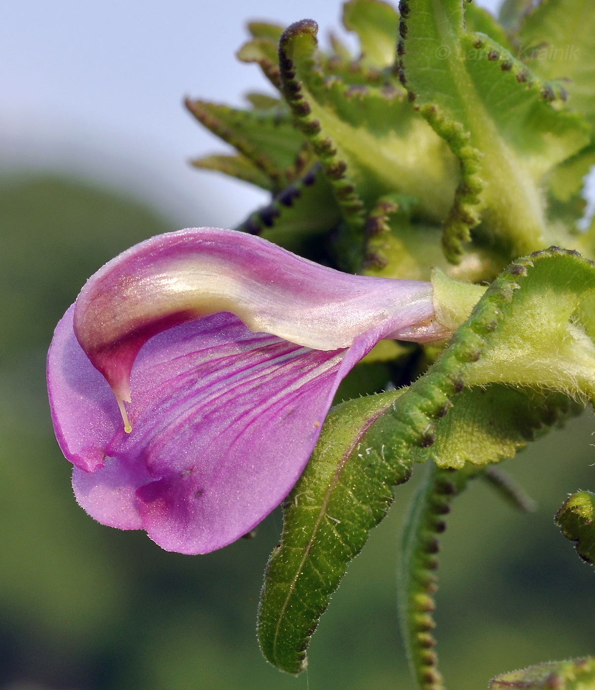 Изображение особи Pedicularis resupinata.