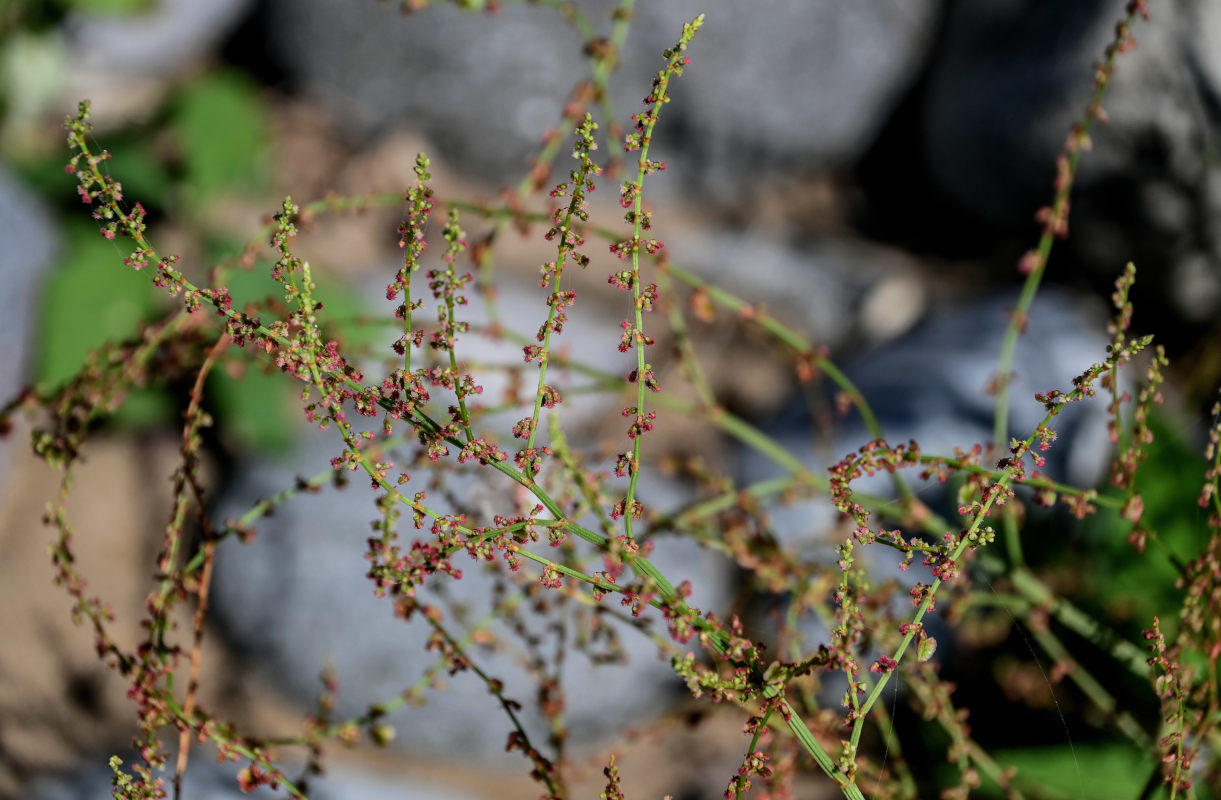 Image of genus Rumex specimen.