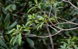 Pittosporum heterophyllum. Верхушка ветви с соплодиями. Китай, Гуанси-Чжуанский автономный р-н, г. Синпин, опушка широколиственного леса, на скале. 01.06.2024.