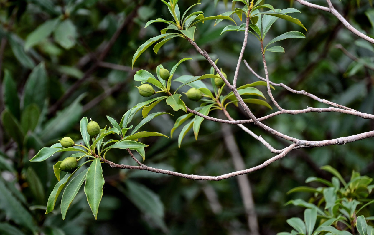 Image of Pittosporum heterophyllum specimen.