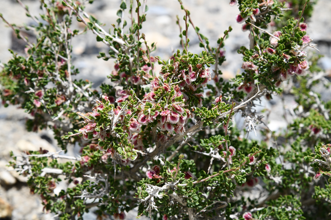 Image of genus Atraphaxis specimen.