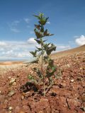 genus Atriplex. Вегетирующее растение. Восточный Казахстан, Зайсанская котловина, ур. Кеин-Кериш, пестроцветы. 2 июля 2024 г.