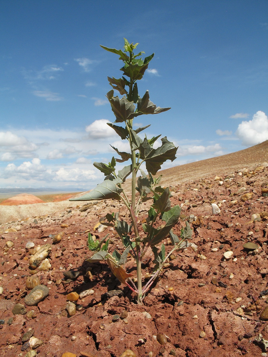 Image of genus Atriplex specimen.