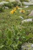 Senecio taraxacifolius. Цветущее растение. Карачаево-Черкесия, Урупский р-н, хр. Загедан, долина Ацгарских озёр, ≈ 2500 м н.у.м., морена между средними озёрами, альпийский луг. 09.08.2024.