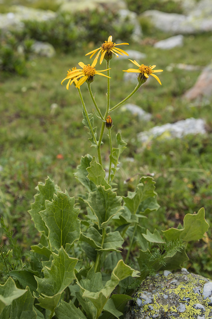 Image of Senecio taraxacifolius specimen.