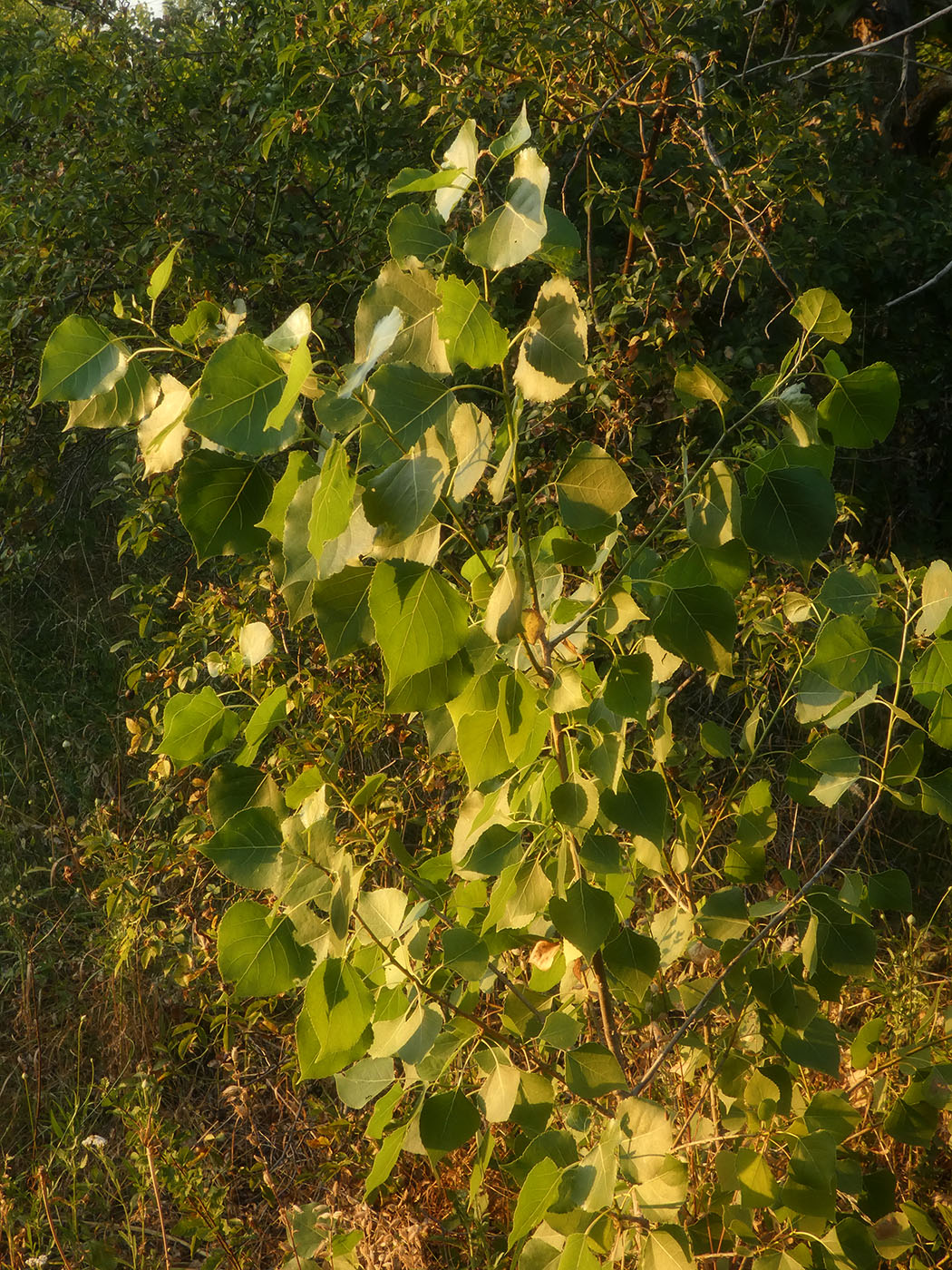 Изображение особи Populus nigra.