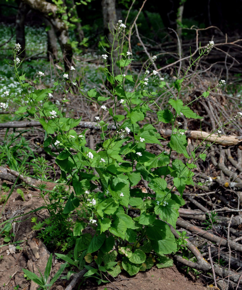 Image of Alliaria petiolata specimen.