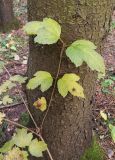 Viburnum opulus