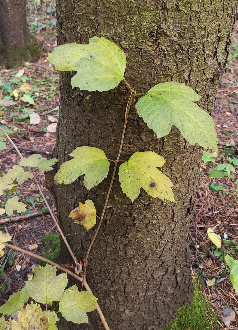 Изображение особи Viburnum opulus.