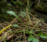 семейство Brassicaceae. Лист. Свердловская обл., Красноуфимский округ, Саргаинский сельский совет, окр. пос. Саргая, сосновый бор на вершине прибрежного холма, в моховой подушке на скальном останце. 19 августа 2023 г.