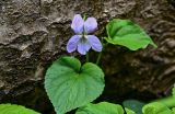 Viola riviniana. Верхушка цветущего растения. Брянская обл., г. Брянск, долина р. Десна, широколиственный лес. 02.05.2024.