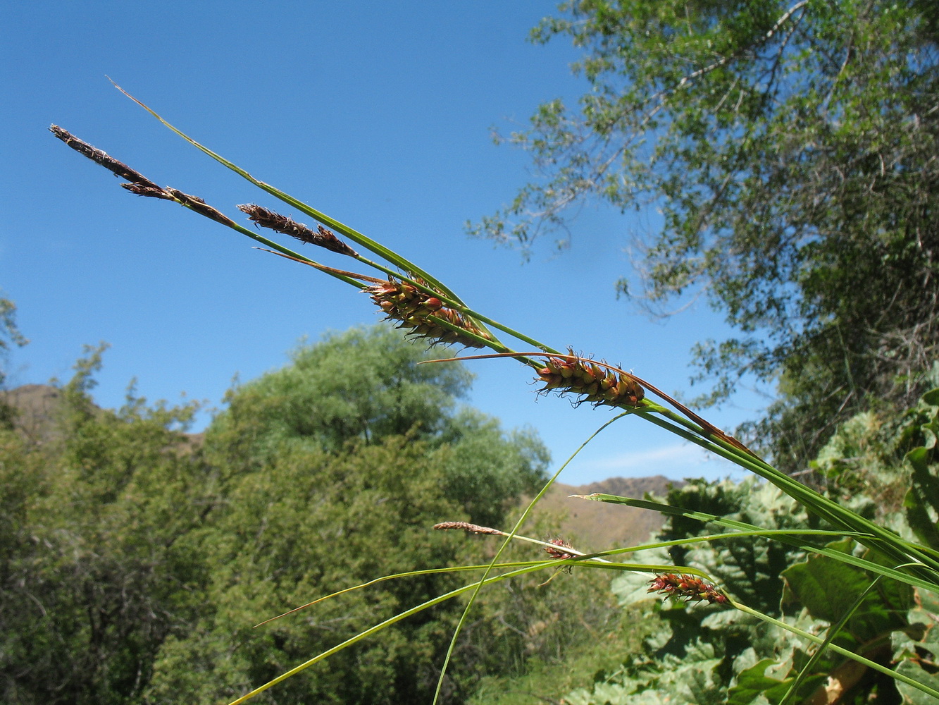 Image of Carex melanostachya specimen.