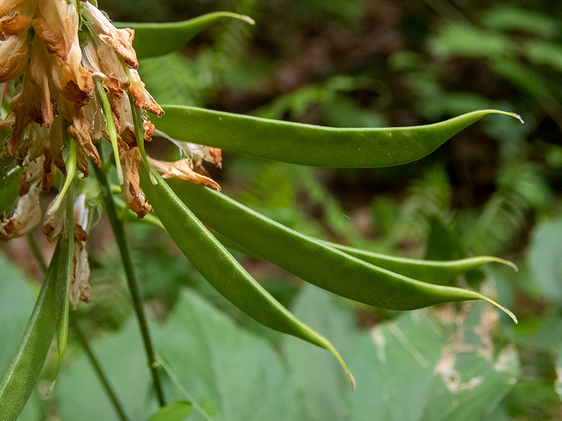 Изображение особи Lathyrus aureus.