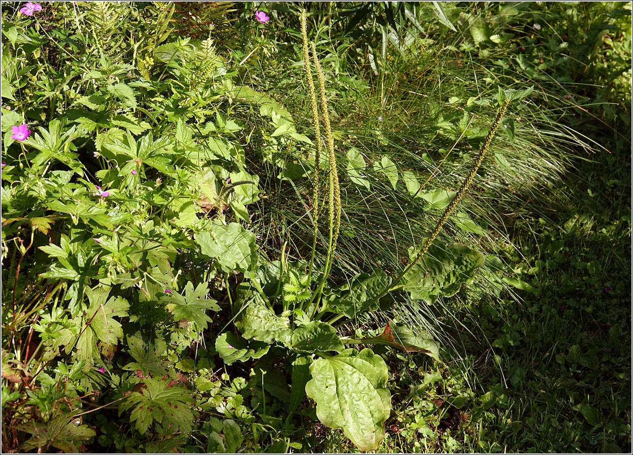 Image of Plantago major specimen.