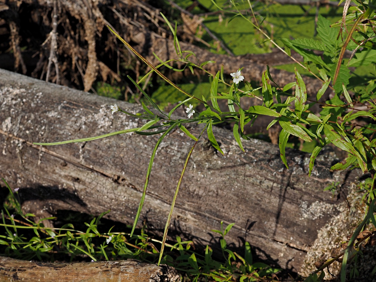 Изображение особи Epilobium palustre.