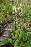 Pedicularis dolichorrhiza. Цветущее растение (у прикорневой розетки листьев видны листья Phlomoides oreophila). Казахстан, Тянь-Шань, хр. Заилийский Алатау, Малое Алматинское ущ., пер. Талгар, ≈ 3200 м н.у.м., альпийский луг на склоне. 25 июля 2024 г.