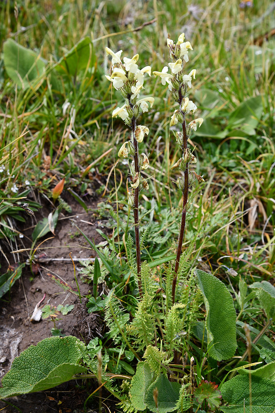 Изображение особи Pedicularis dolichorrhiza.