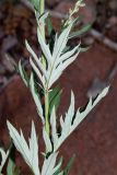 Artemisia vulgaris