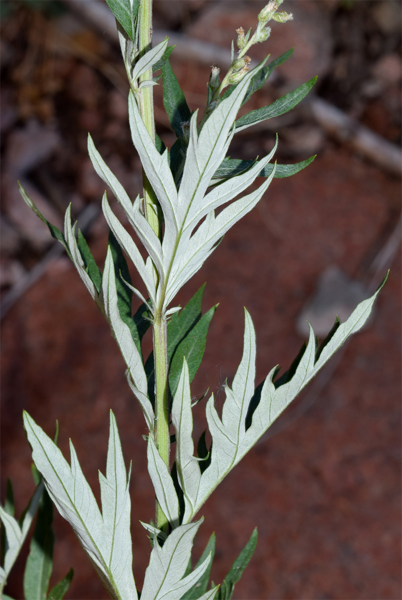 Image of Artemisia vulgaris specimen.