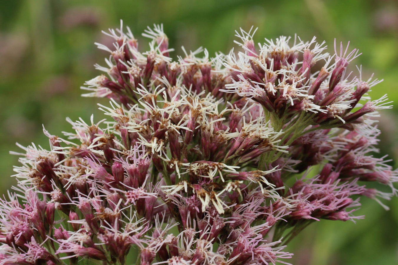 Image of Eupatorium cannabinum specimen.