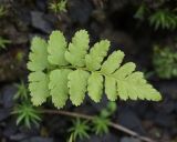 genus Dryopteris